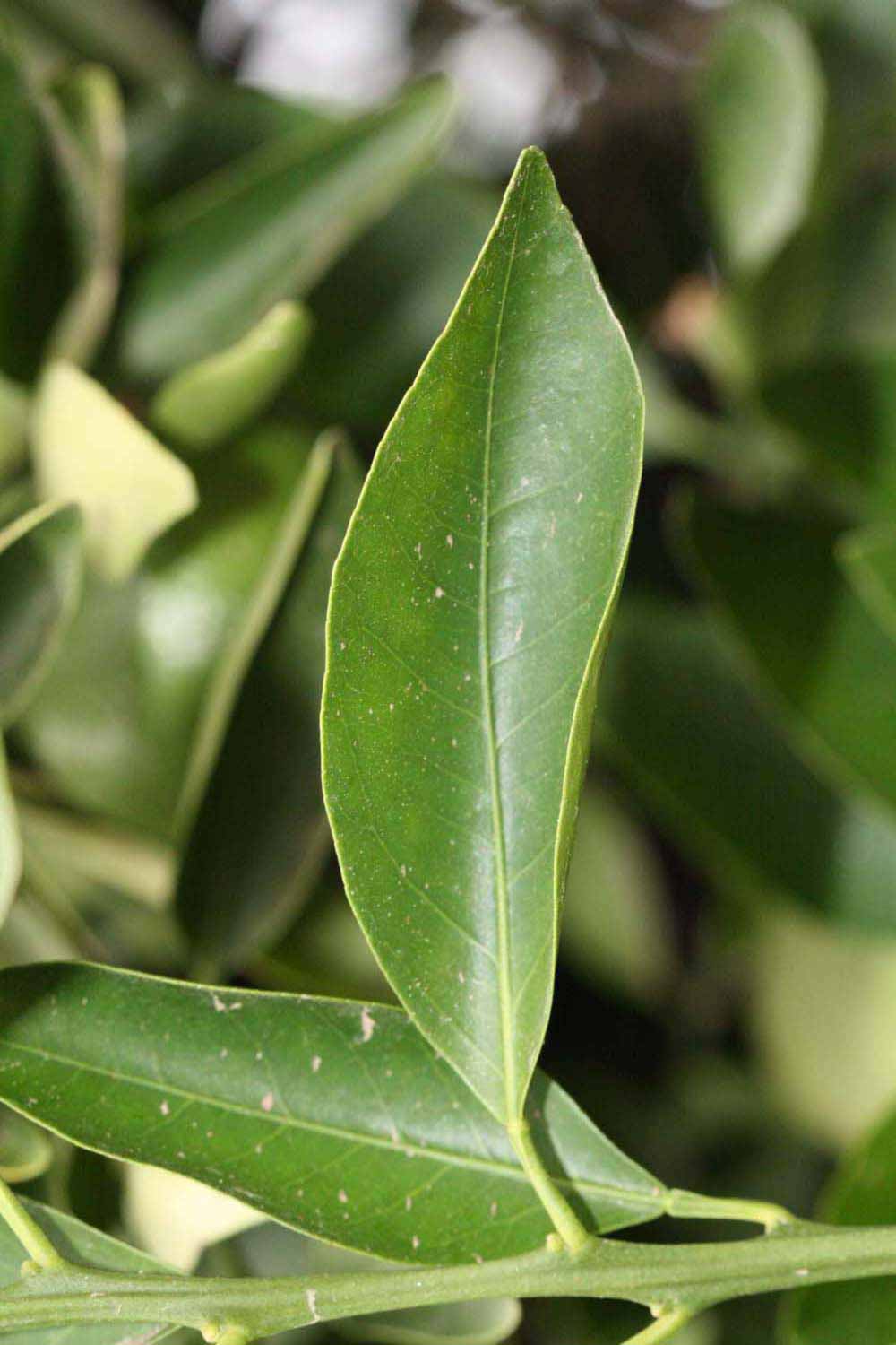              Unifoliolate leaf (Riverside, CA)       